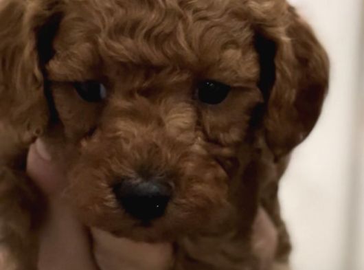 Poodle Bebekler görsel