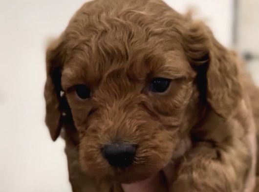 Poodle Bebekler görsel