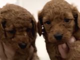 poodle bebekler
