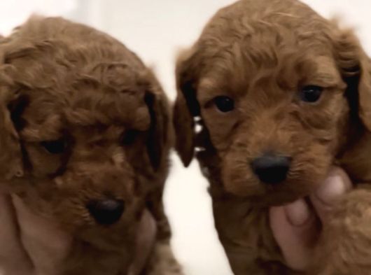 Poodle Bebekler