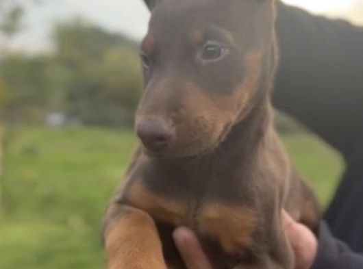 King Doberman Yavrular Kızıl-Siyah görsel