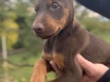 king doberman yavrular kızıl-siyah