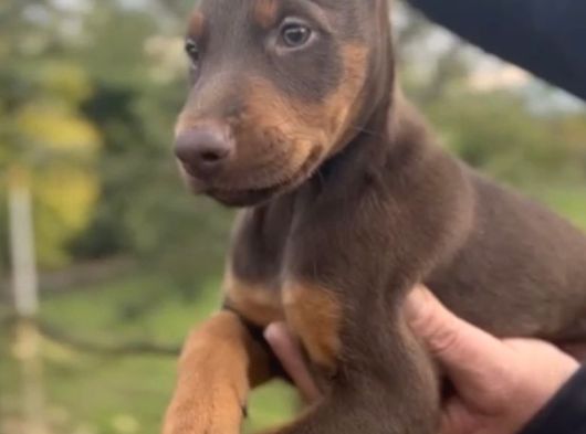 King Doberman Yavrular Kızıl-Siyah