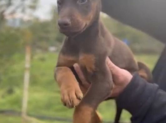 King Doberman Yavrular Kızıl-Siyah görsel