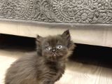 Show Kalite British Longhair - Anne Ve Baba Scrli