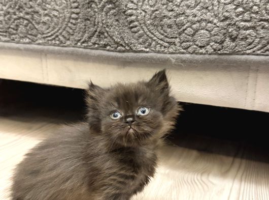 Show Kalite British Longhair - Anne Ve Baba Scrli görsel