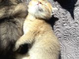 Show Kalite British Shorthair - Anne Ve Baba Scrli