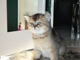 Show Kalite British Shorthair - Anne Ve Baba Scrli