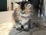 Show Kalite British Longhair - Anne Ve Baba Scrli