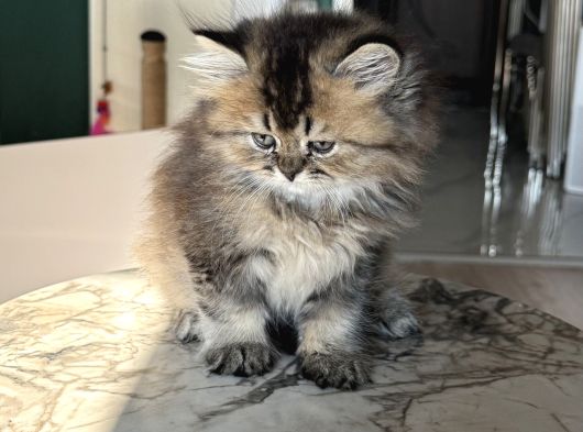 Show Kalite British Longhair - Anne Ve Baba Scrli görsel