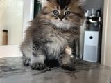 Show kalite British longhair - Anne ve Baba scrli
