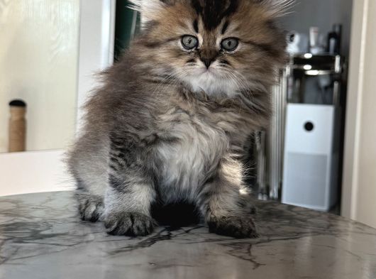 Show Kalite British Longhair - Anne Ve Baba Scrli