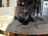Show Kalite British Longhair - Anne Ve Baba Scrli