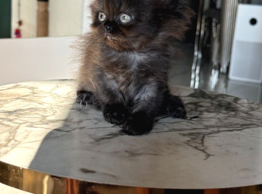 Show Kalite British Longhair - Anne Ve Baba Scrli görsel