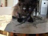 Show Kalite British Longhair - Anne Ve Baba Scrli