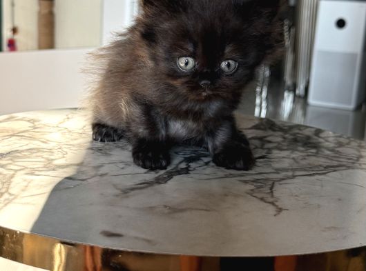 Show Kalite British Longhair - Anne Ve Baba Scrli görsel