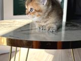 Show Kalite British Shorthair - Anne Ve Baba Scrli