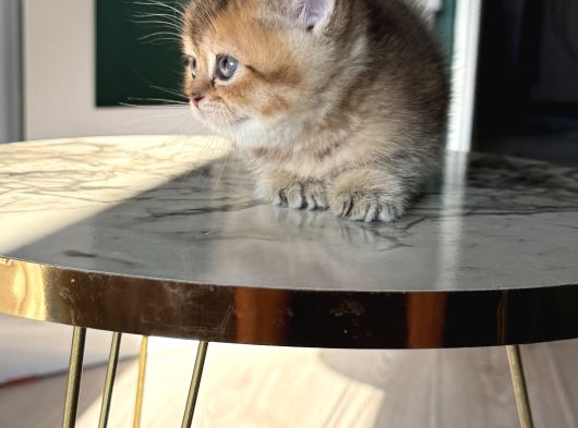 Show Kalite British Shorthair - Anne Ve Baba Scrli görsel
