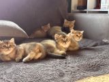 Show Kalite British Shorthair - Anne Ve Baba Scrli
