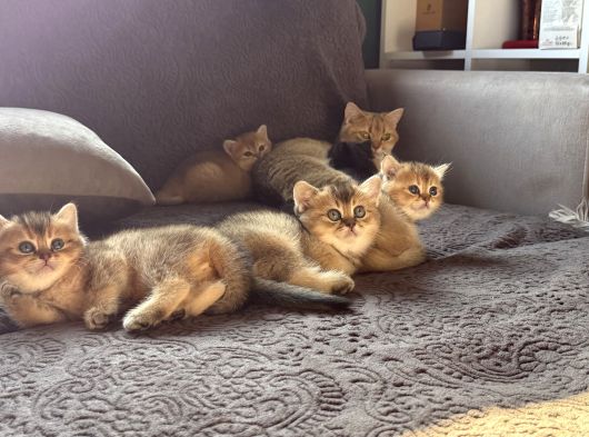 Show Kalite British Shorthair - Anne Ve Baba Scrli görsel