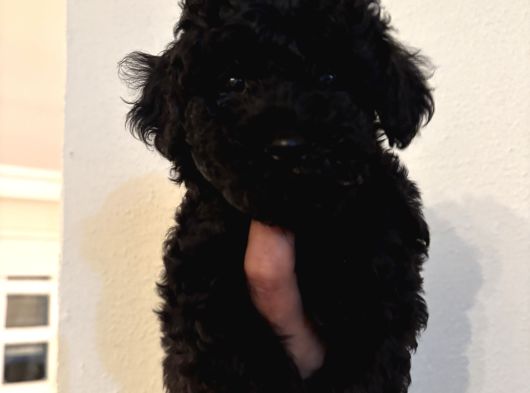 ÇOK ÖZEL SİYAH TOY POODLE YAVRULARIMIZ