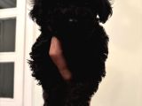 Çok Özel Si̇yah Toy Poodle Yavrularimiz