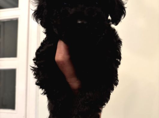 Çok Özel Si̇yah Toy Poodle Yavrularimiz görsel