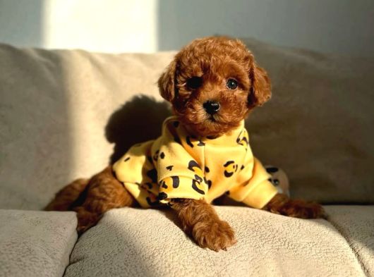 Aşılı Poodle Bebekler görsel