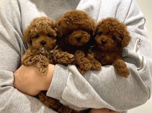 Aşılı Poodle Bebekler