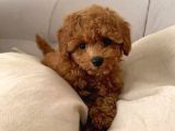 Aşılı Poodle Bebekler
