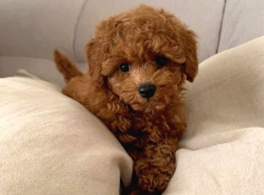 Aşılı Poodle Bebekler görsel
