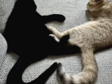 2 yaşında iki british shorthair bebeğimize yuva arıyoruz ücretsizdir