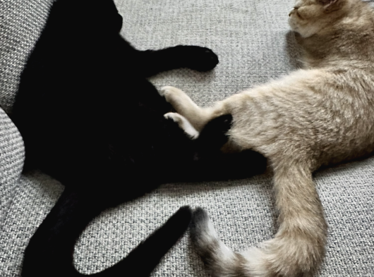 2 Yaşında Iki British Shorthair Bebeğimize Yuva Arıyoruz Ücretsizdir