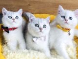 Üst Düzey Silver Ns1133 British Shorthair Yavrularım