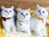 Üst düzey silver ns1133 british shorthair Yavrularım