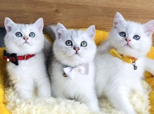 Üst Düzey Silver Ns1133 British Shorthair Yavrularım