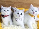 Üst Düzey Silver Ns1133 British Shorthair Yavrularım