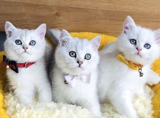 Üst Düzey Silver Ns1133 British Shorthair Yavrularım görsel