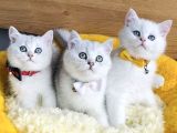 Üst Düzey Silver Ns1133 British Shorthair Yavrularım