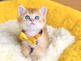 Üst düzey Golden ny12 brıtısh shorthair