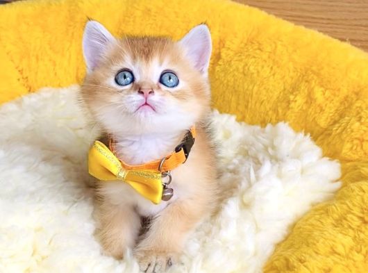 Üst Düzey Golden Ny12 Brıtısh Shorthair