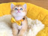 Üst Düzey Golden Ny12 Brıtısh Shorthair