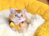 Üst Düzey Golden Ny12 Brıtısh Shorthair