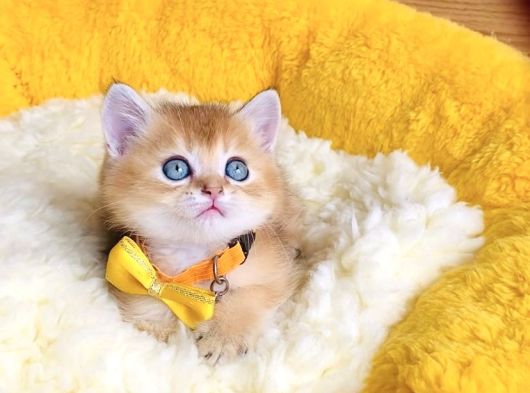 Üst Düzey Golden Ny12 Brıtısh Shorthair görsel