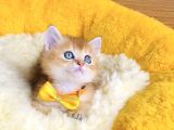 Üst Düzey Golden Ny12 Brıtısh Shorthair