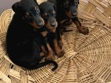 Efsane Muhteşem King Doberman Yavrularımız