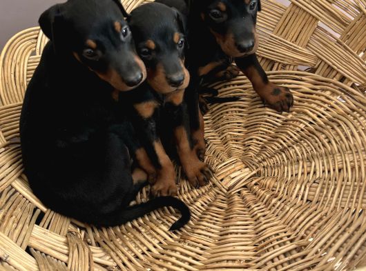 Efsane Muhteşem King Doberman Yavrularımız görsel