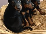 Efsane Muhteşem King Doberman Yavrularımız