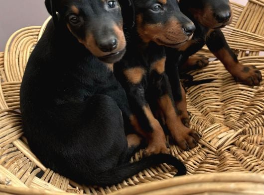 Efsane Muhteşem King Doberman Yavrularımız görsel