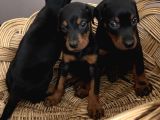Efsane Muhteşem King Doberman Yavrularımız